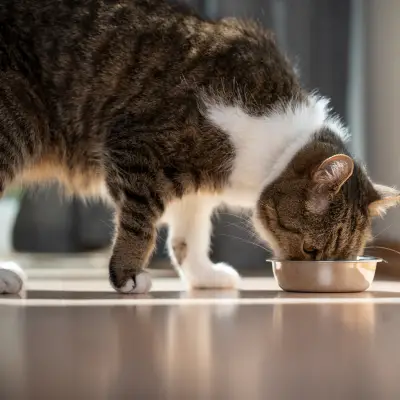 Whiskas אוכל לחתולים – תזונה מאוזנת וטעימה לחתולים בכל גיל